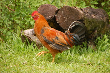 Le coq dans le champ