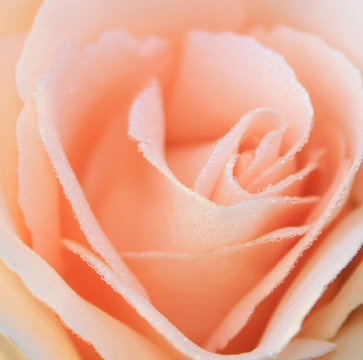Rose bud