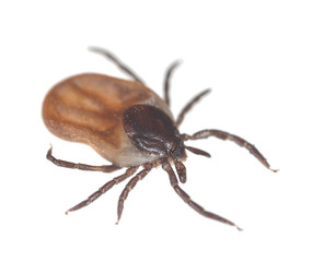 Tick isolated on white background, extreme close up