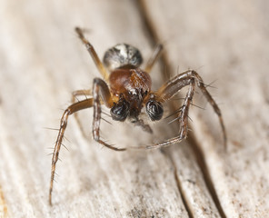 Small spider sitting on wood, extreme close up