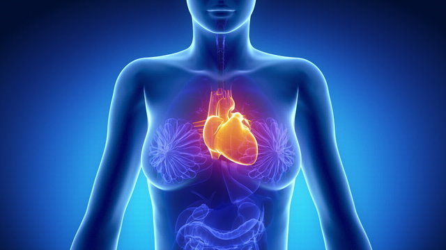 Female HEART anatomy in blue x-ray loop
