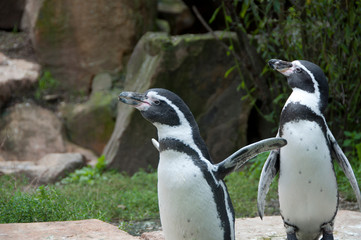 pingwiny w zoo