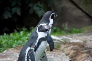 Poster pingwin w zoo © agnieszkalll