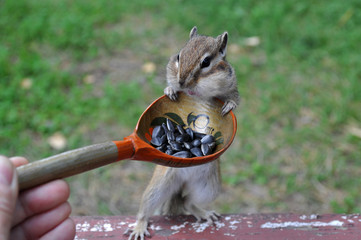 Бурундук (chipmunk) и деревянная ложка