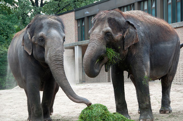 słonie w zoo - obrazy, fototapety, plakaty