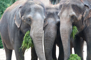 jedzące słonie