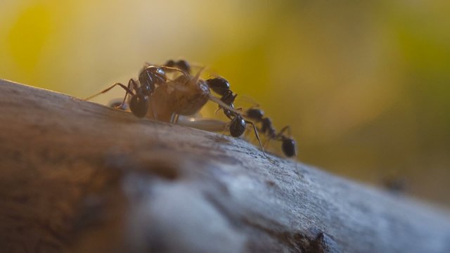 Ants (Messor Barbarus) at hunting in Timelapse
