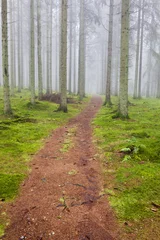 Wandcirkels aluminium Hiking trail through a forest © Lars Johansson