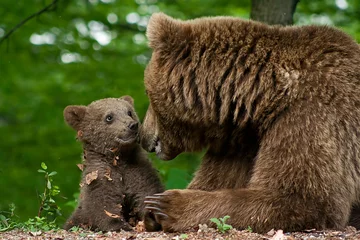 Schilderijen op glas Brown bear and cub © unbolovan