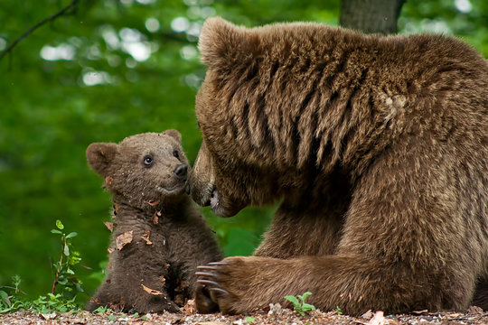 Brown bear and cub