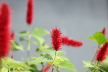 赤いケイトウ