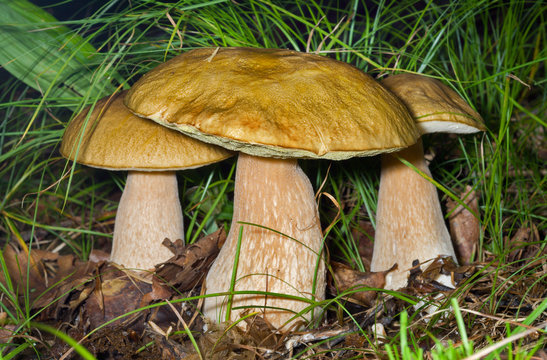 Mushrooms (Cape) 4