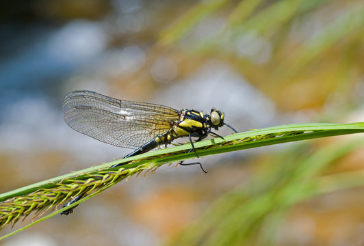 Dragonfly on grass 17
