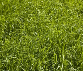 Beauty of simple plants. Grass.