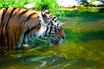 Tigerbad