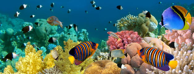Panele Szklane Podświetlane  Podwodna panorama z rybami anielskimi, rafą koralową i rybami. Czerwony