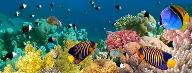 Schilderijen op glas Onderwaterpanorama met Engelvissen, koraalrif en vissen. rood © vlad61_61