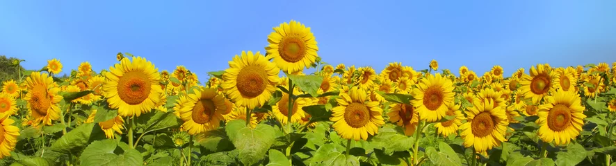Tuinposter Zonnebloem Prachtig panoramisch uitzicht veld met zonnebloemen in de zomer