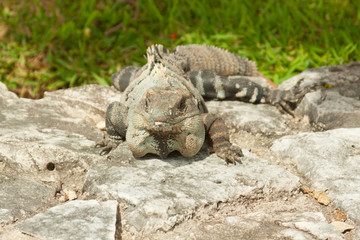 Iguana.