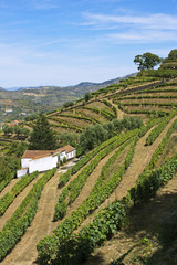 Fototapeta na wymiar Winnica Douro