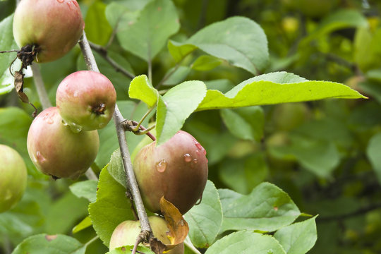Manzanas de sidra asturiana