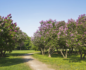 Lilac garden