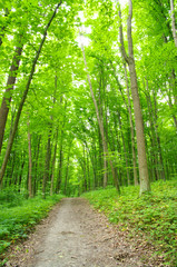 Fototapeta premium forest