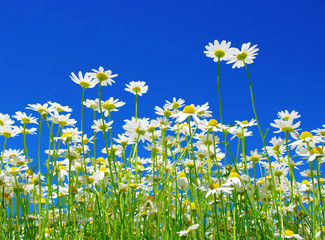 Fototapeta na wymiar white daisies