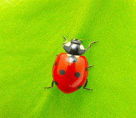 ladybug