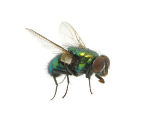 green fly