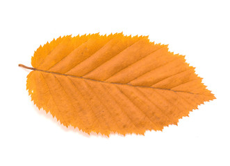 autumn leaf