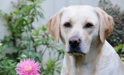 pretty yellow retriever