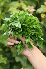 Parsley in a hand