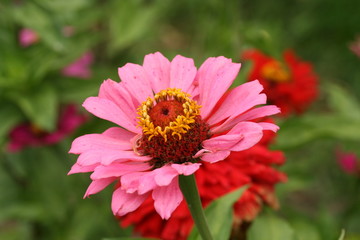 Obraz premium Zinnia