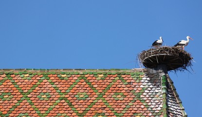 Storchennest im Elsass