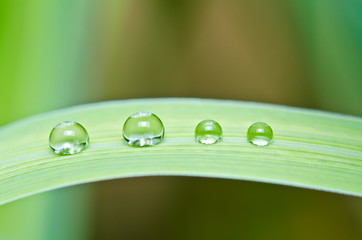 fresh water drops in green nature