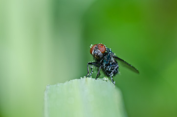 green fly in green nature