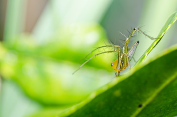 long legs spider in green nature
