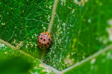 orange beetle on green leaf