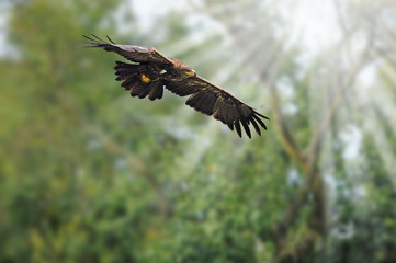 Raubvogel 34