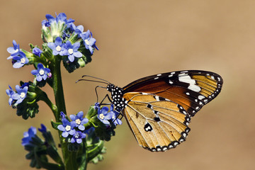 Butterfly at Kirstenbosch National Botanical Gardens