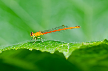 red damselfly or little dragonfly