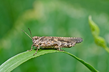 brown grasshopper in green nature