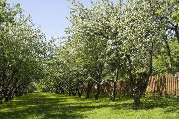 Apple garden