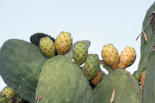 Higos chumbos, opuntia ficus-indica
