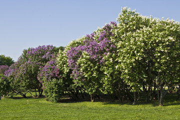 Lilac garden