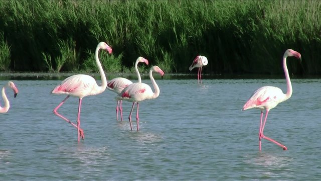 fenicotteri nella palude verde