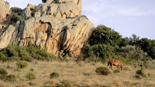 cavallo in gallura, sardegna