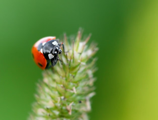 ladybug