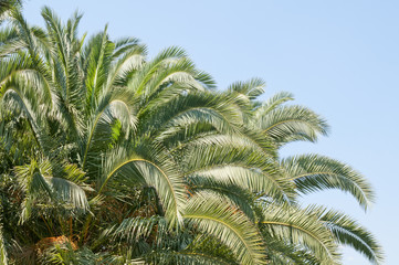 Сrown of palm